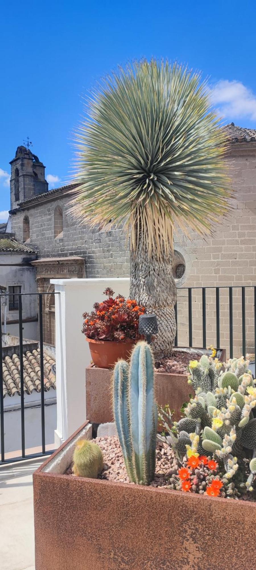 Palacio El Duende Old Town Parking Gratis Terraza Vista Catedral Alcazar Apartment Jerez de la Frontera
